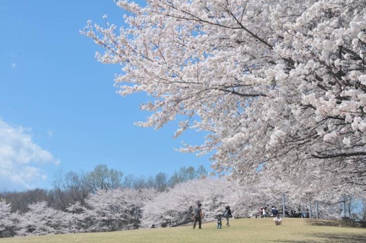 ふじおか桜まつり