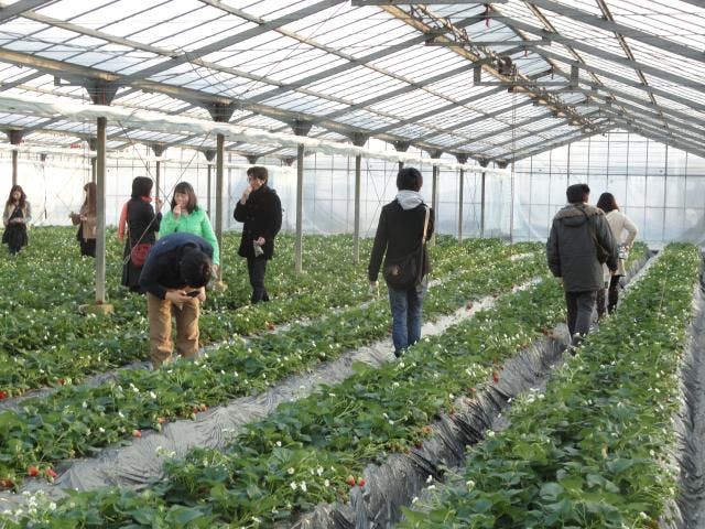 たのふじ観光いちご園