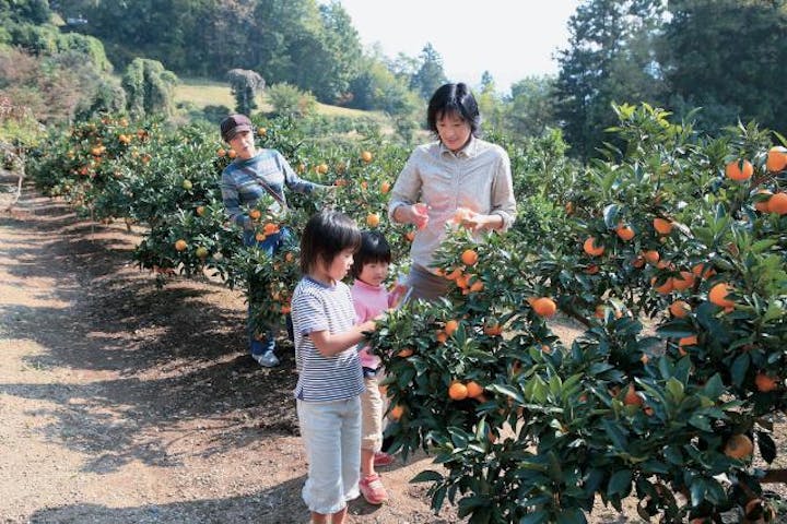 桜山観光みかん園