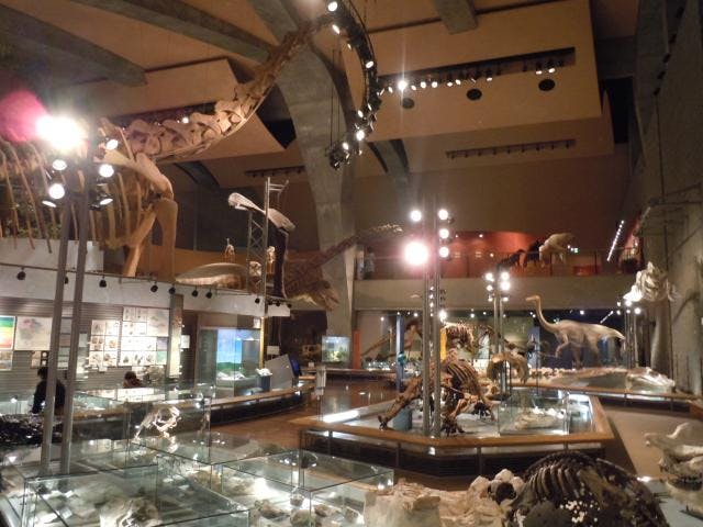 群馬県立自然史博物館