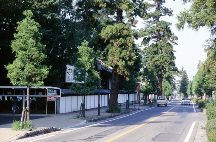 安中原市スギ並木