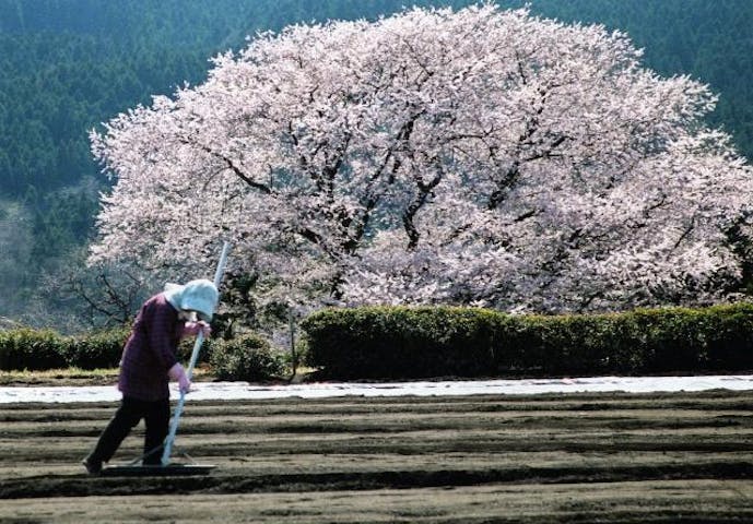 細野の彼岸桜