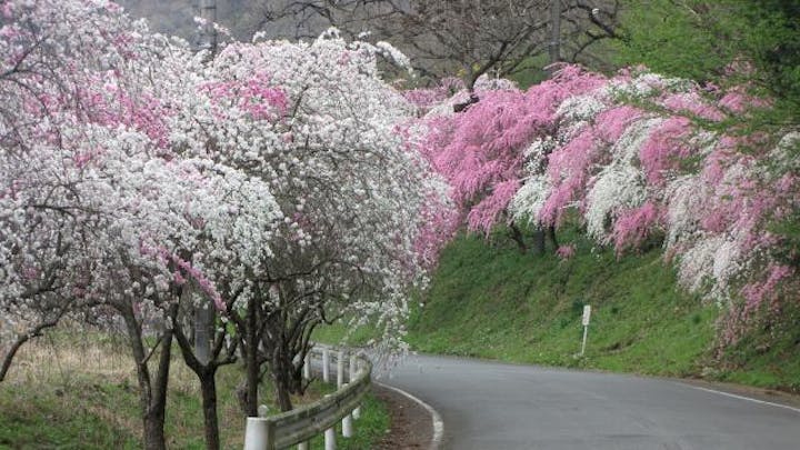 小夜戸・大畑花桃まつり