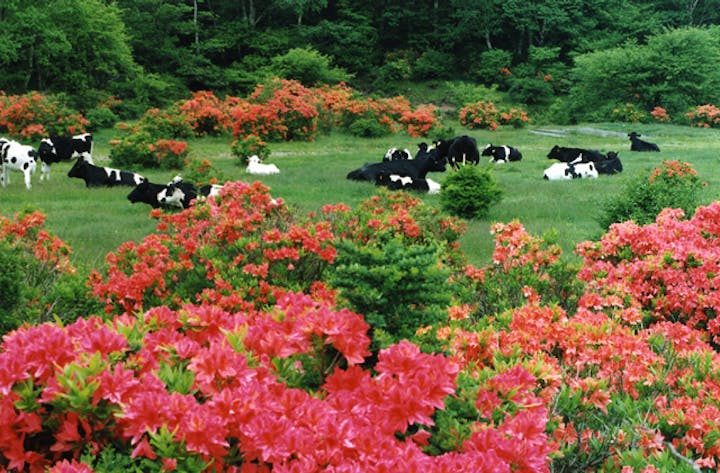 赤城山のツツジ