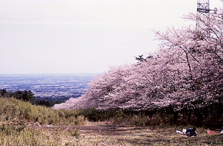 赤城南面千本桜