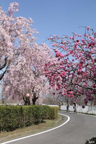 漆原しだれ桜並木