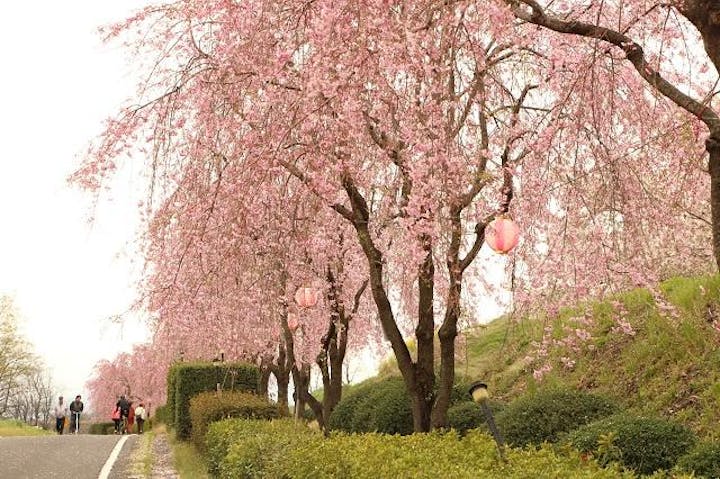 吉岡町漆原さくらまつり〜観桜会〜