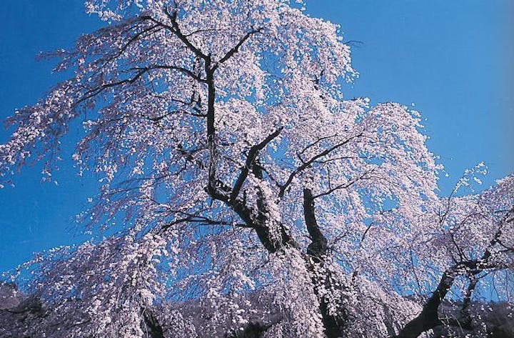 中正寺のしだれ桜