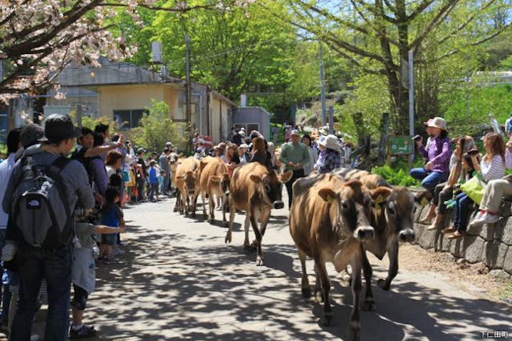 【2021年中止】神津牧場花まつり