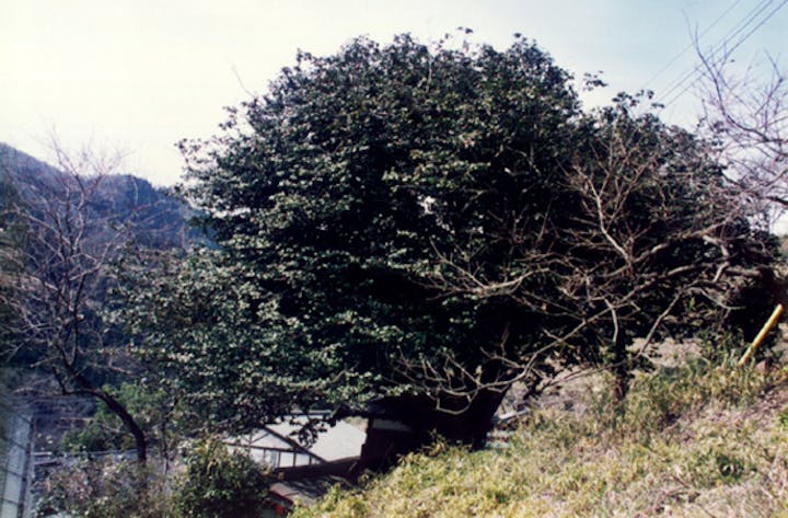 秋畑の大ツバキ