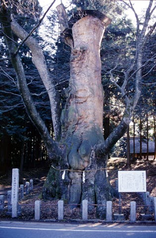 親都神社の大ケヤキ