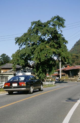 市城のサイカチ