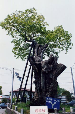 原町の大ケヤキ