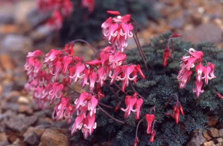 【2021年中止】万座温泉コマクサ祭り
