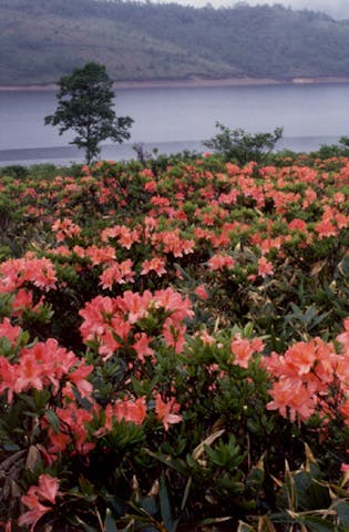 野反湖のレンゲツツジ