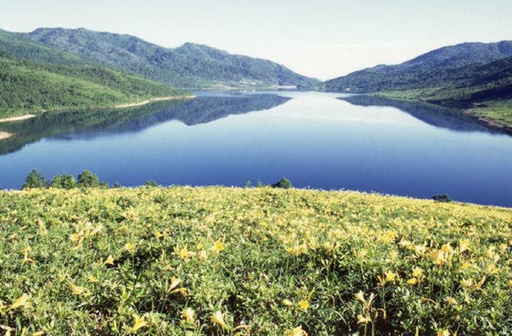野反湖のノゾリキスゲ