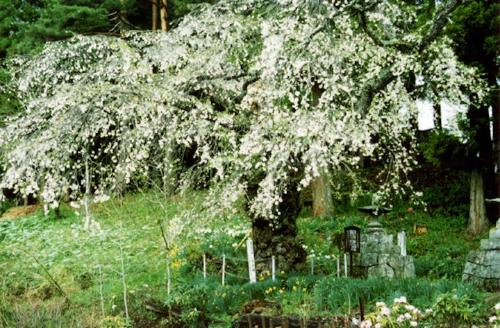 小倉のしだれ桜