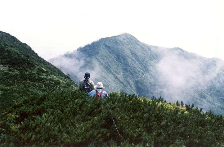白砂山のハイマツ