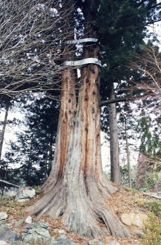 泉龍寺の高野槙