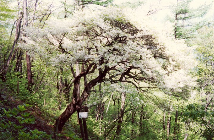 高山のゴヨウツツジ