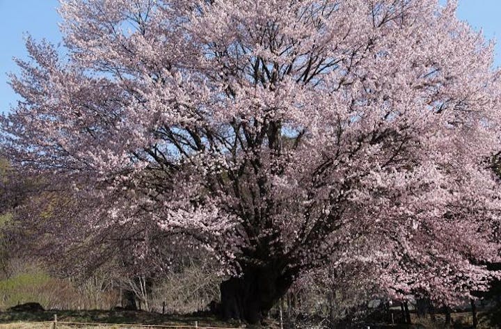 針山の天王桜