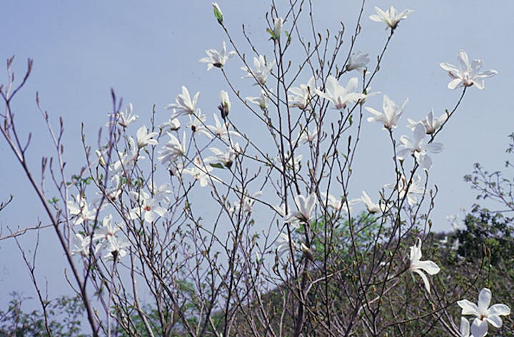 藤原湖畔のコブシ