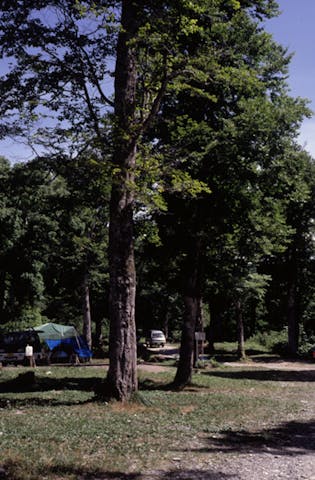 群馬県自然休養林野営場