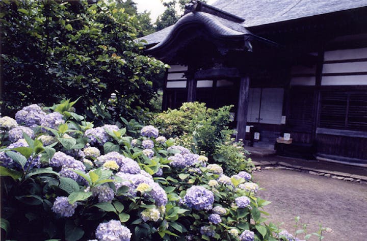 泰寧寺のあじさい