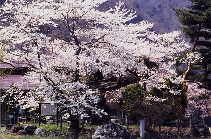 謙信のさかさ桜