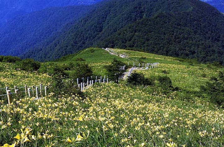 三国山お花畑