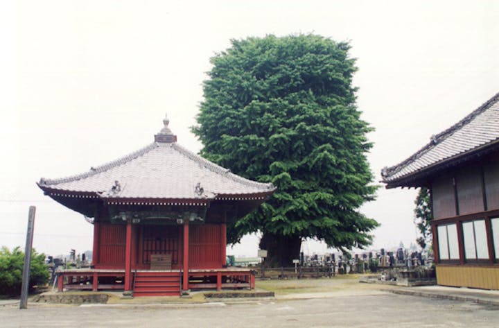 浄蔵寺の大イチョウ
