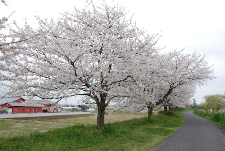 谷田川沿いのサクラ