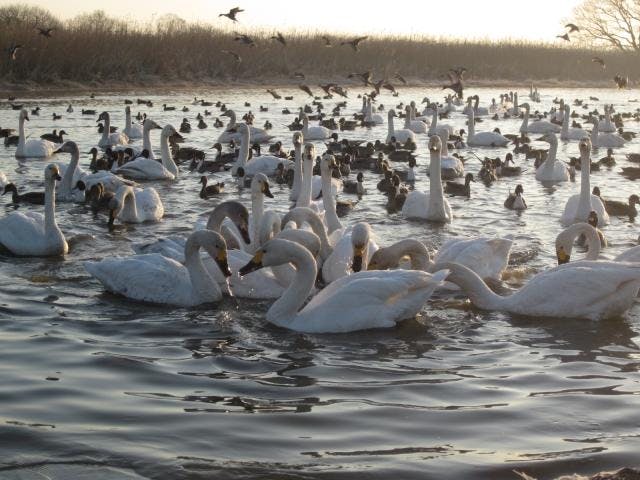 ガバ沼の白鳥