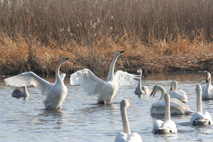 【2021年中止】白鳥まつり