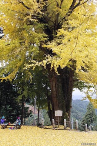 高山不動の大イチョウ