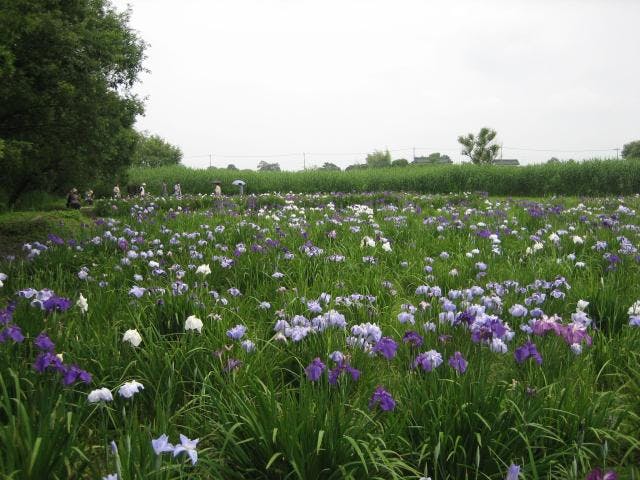 浮野の里とその植物群