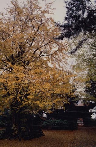 龍蔵寺の大イチョウ