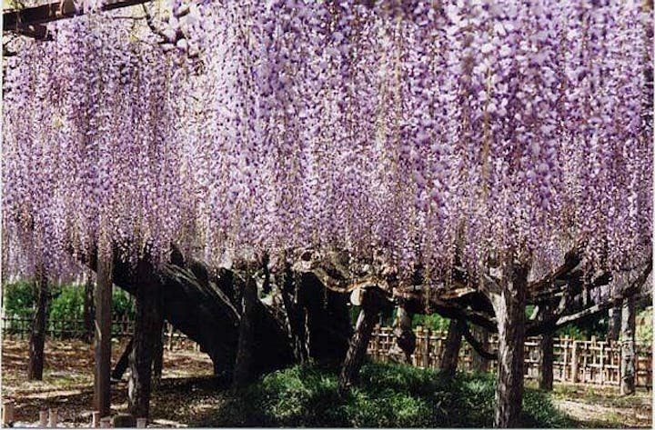 玉敷神社の大藤