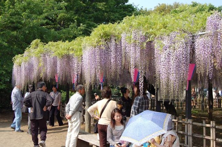 【2021年中止】騎西藤まつり