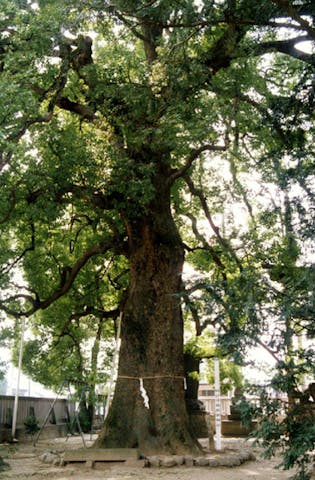 金鑚神社のクスノキ