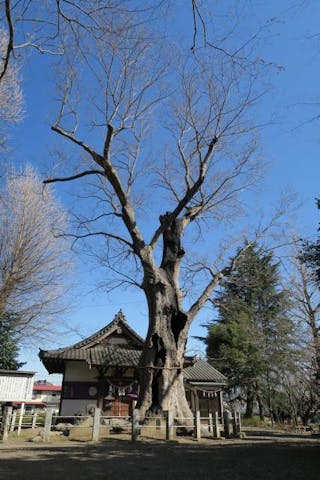 城山稲荷神社のケヤキ