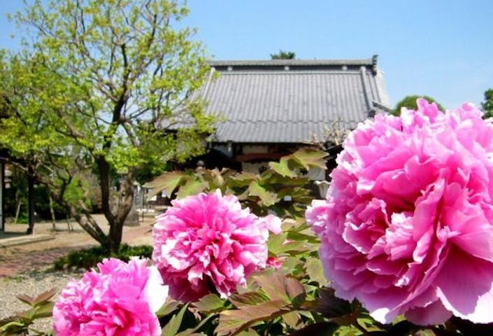 立岩寺ぼたん祭