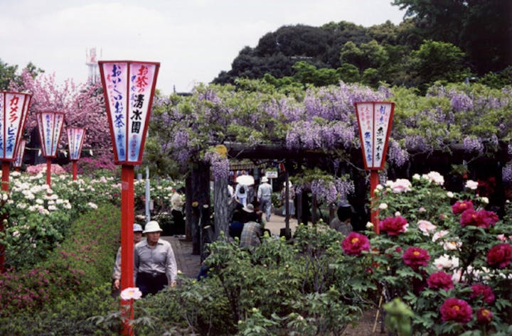 箭弓稲荷神社のぼたん