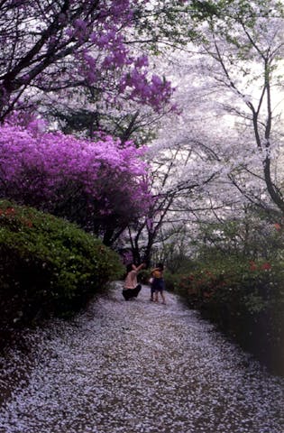 物見山のツツジ