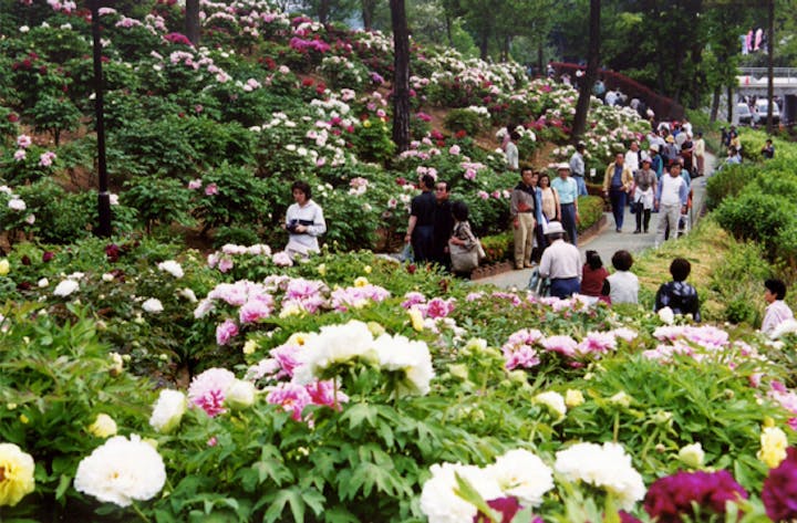 東松山ぼたん園のぼたん