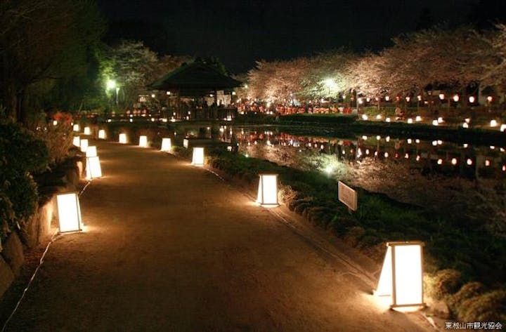 桜のライトアップ