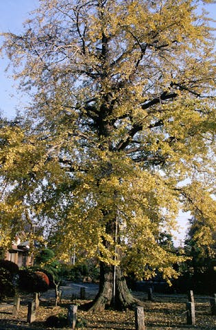 満蔵寺のお葉附きイチョウ