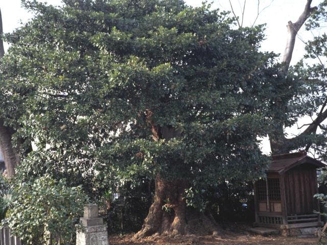 碇神社のイヌグス