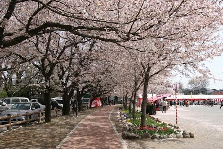 【2021年イベント中止】鴻巣さくらまつり