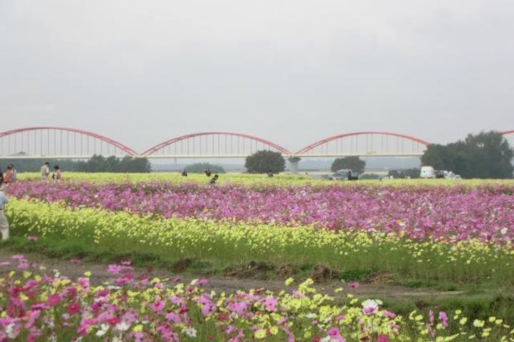 コスモスフェスティバル